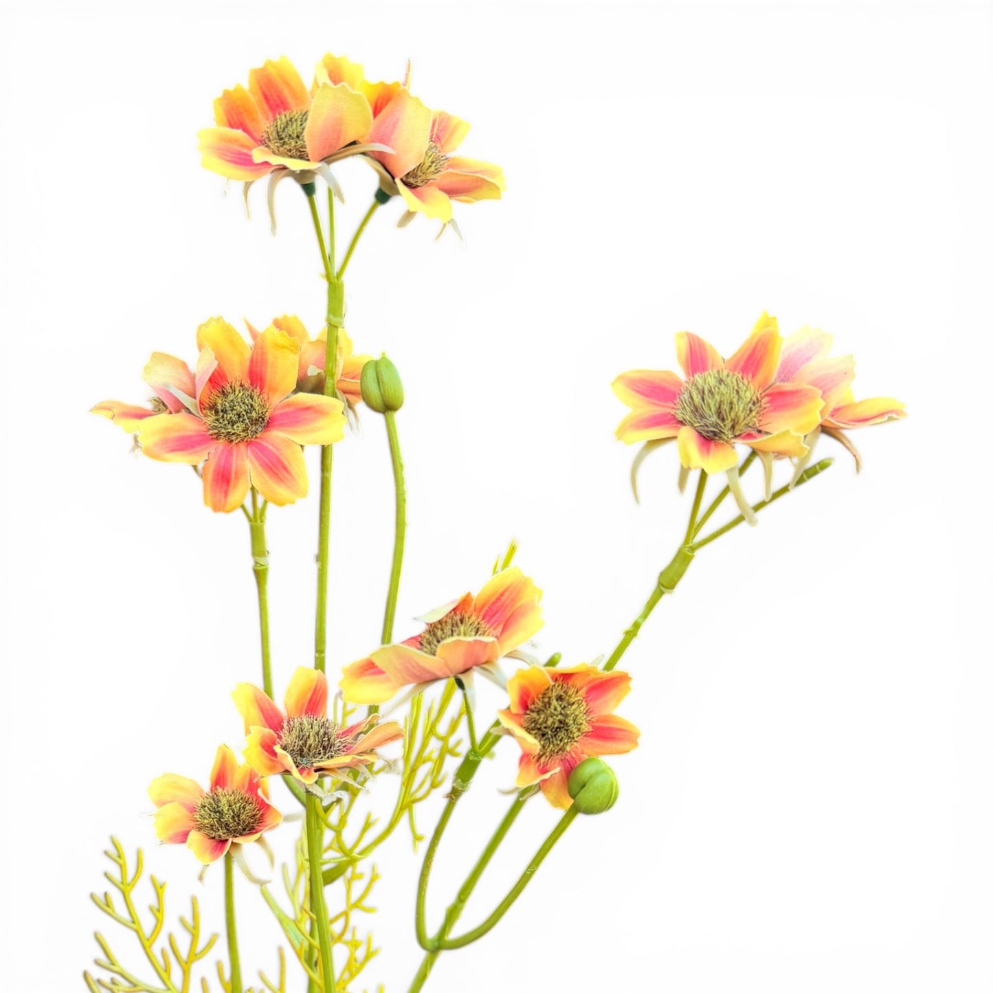 25in Orange/Yellow Cosmos Blooms
