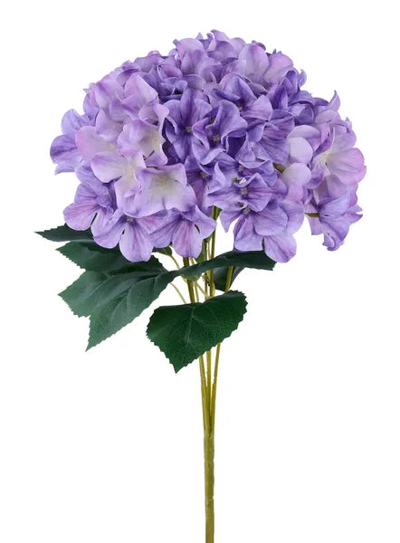 16in Lavender Hydrangea Bush x5