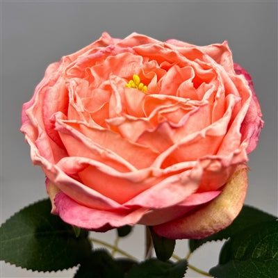 24in Pink Windsor Rose