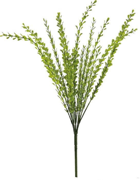 19in Green Thyme Bush x5