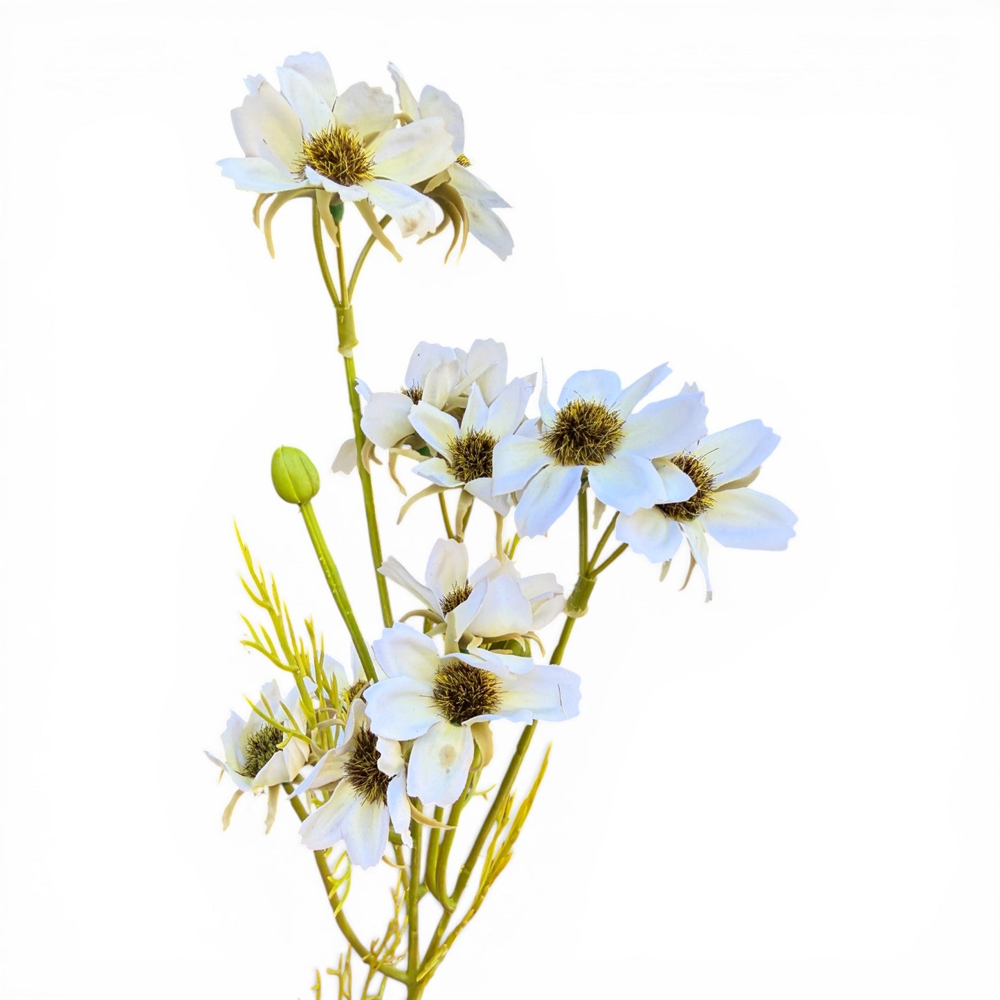 25in White Cosmos Blooms