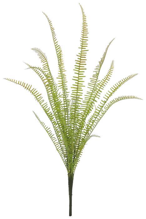 29in Narrow Fern Cluster x20