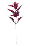 18in CRIMSON Coleus