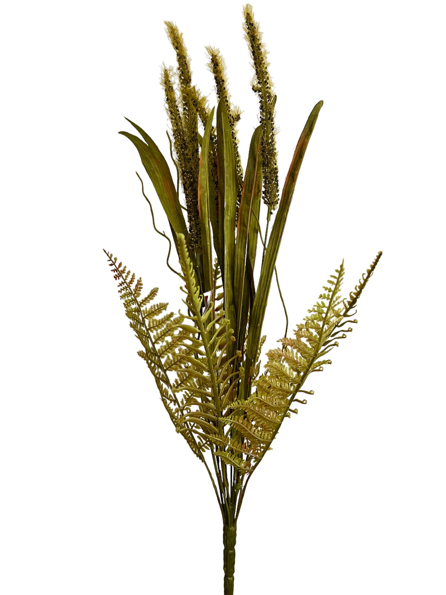 Large Fall Fern Grass GREEN Seed