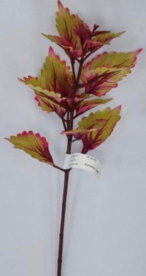 18in BURG/LIME Coleus