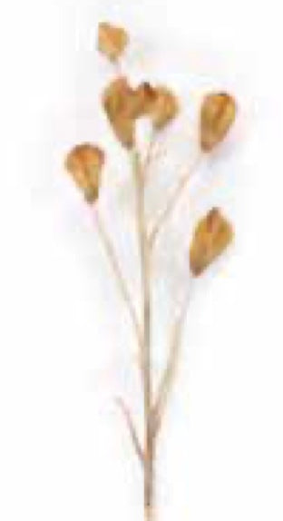 Dried Casablanca Lily Pod NATUAL