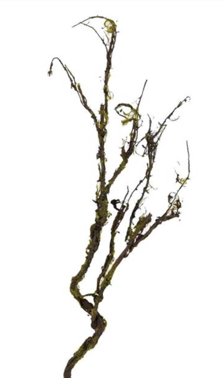 26in Twig Branch w/Moss