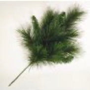 25in Long Needle Pine Spray x12