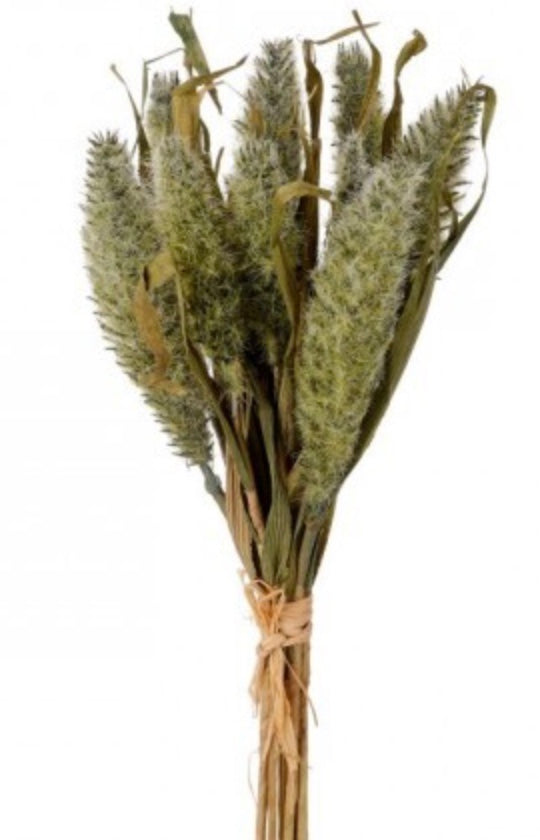 14in Sorghum Bundle x9 GREENMUSTARD