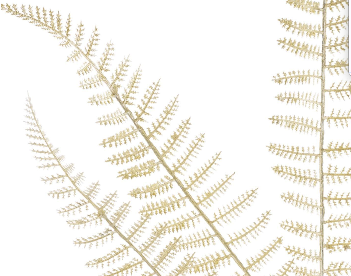 21in Light Gold Pearl Fern - Premium Greenery for Wreaths, Arrangements and Home Decor Craig Bachman