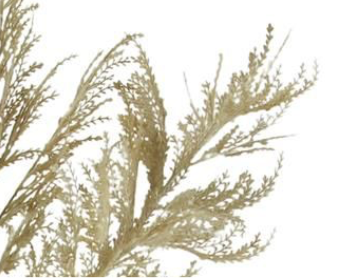 63in Beige Pampas Grass Plume 0518