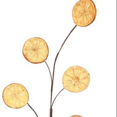 29in Foam Dried ORANGE x6 Regency