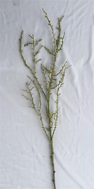 37in Mossy Twig Branch