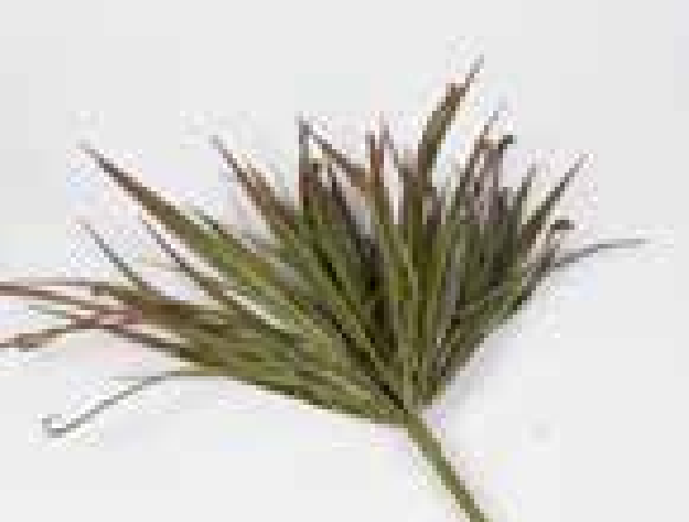 14in Festina Grass x7 GR/BR