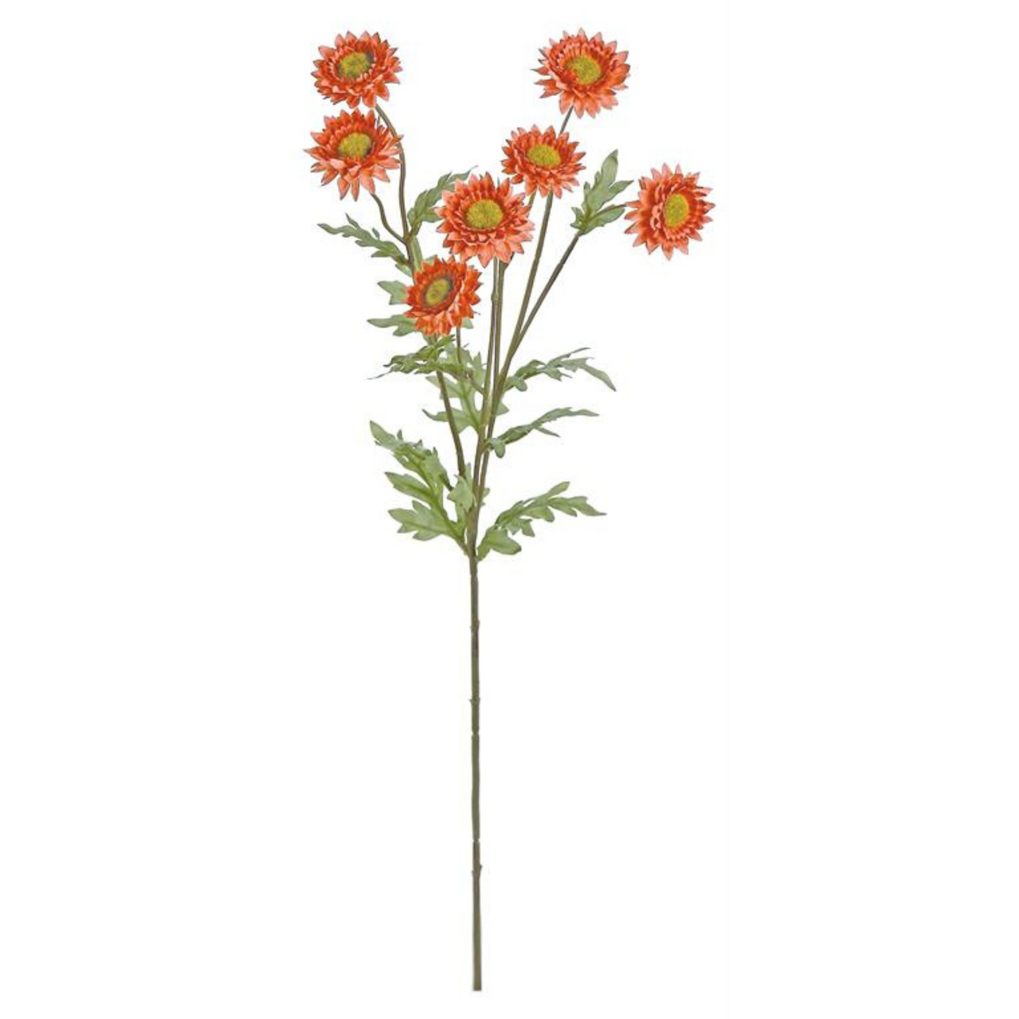 29in Fall Strawflower SALMON
