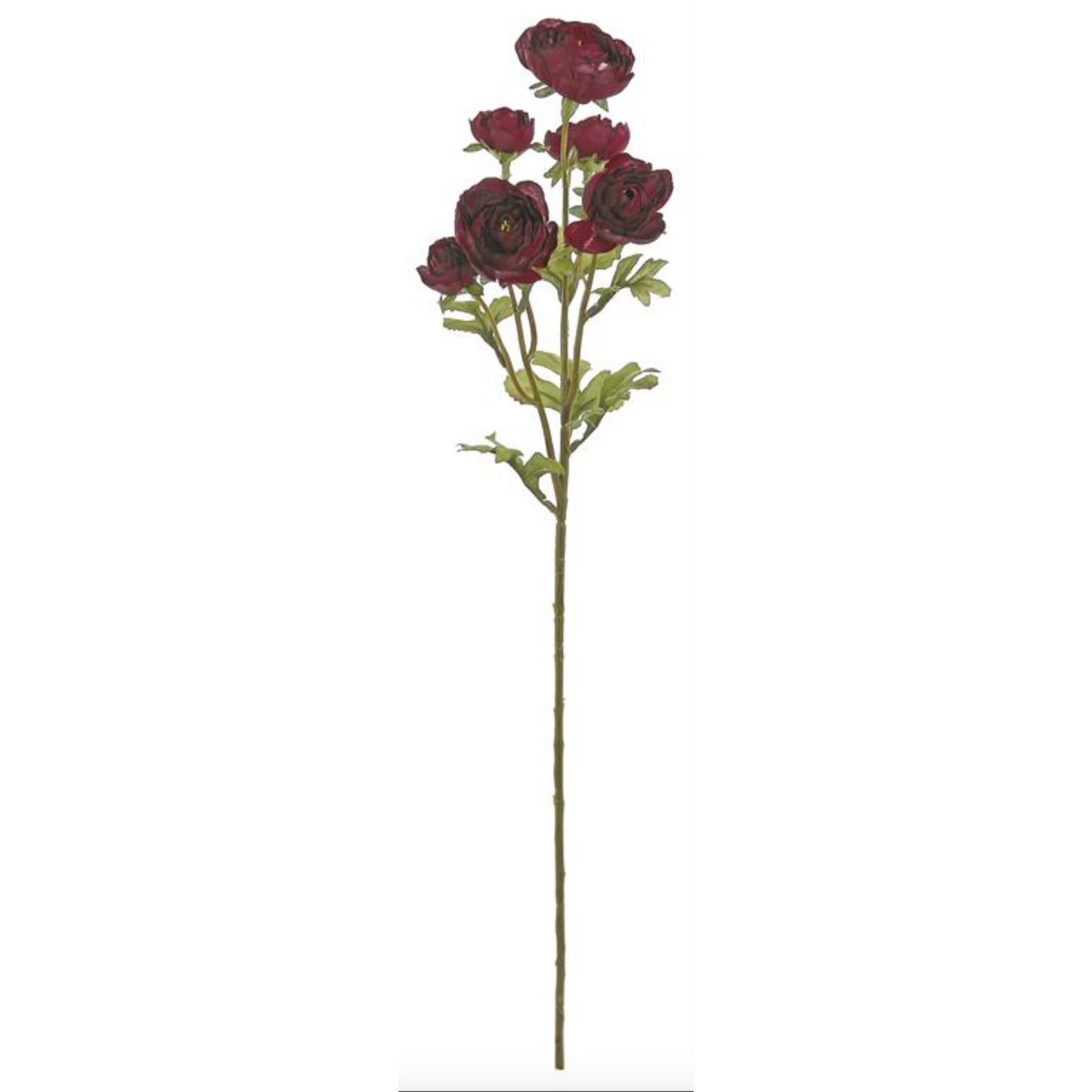 27in Ranunculus Cluster x6 BURGUNDY