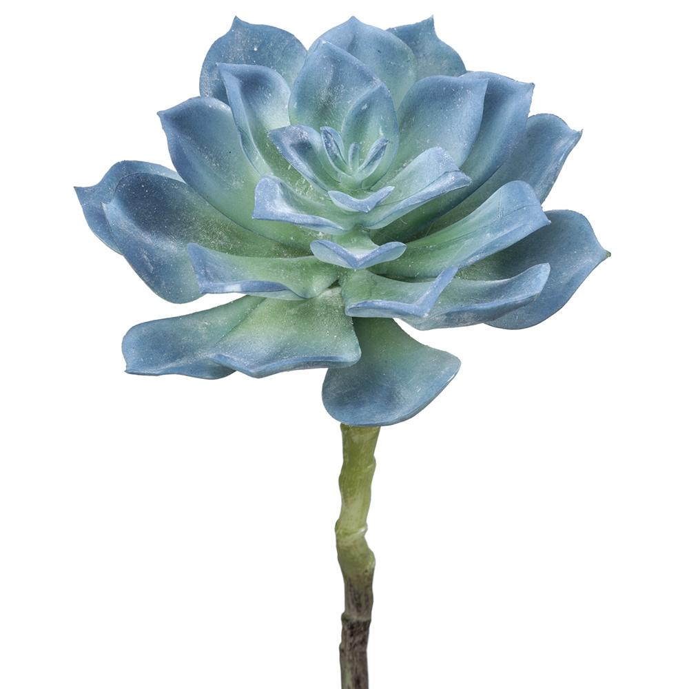 8in Echeveria Pick BLUE/GREEN