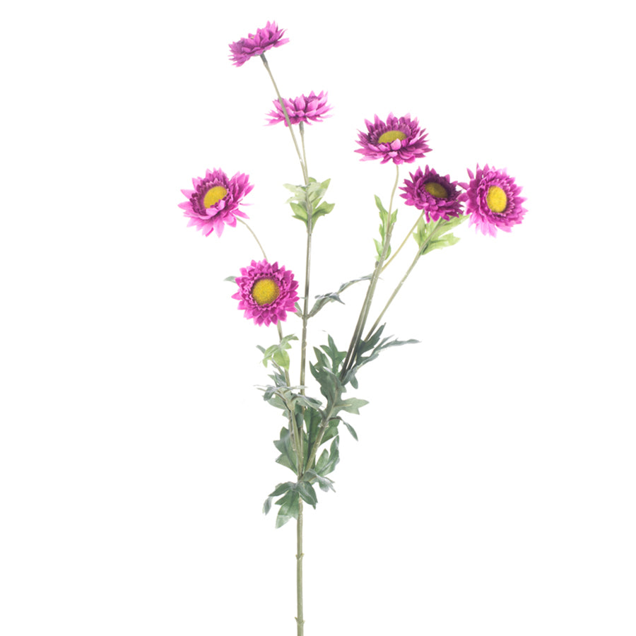 Lavender Strawflower
