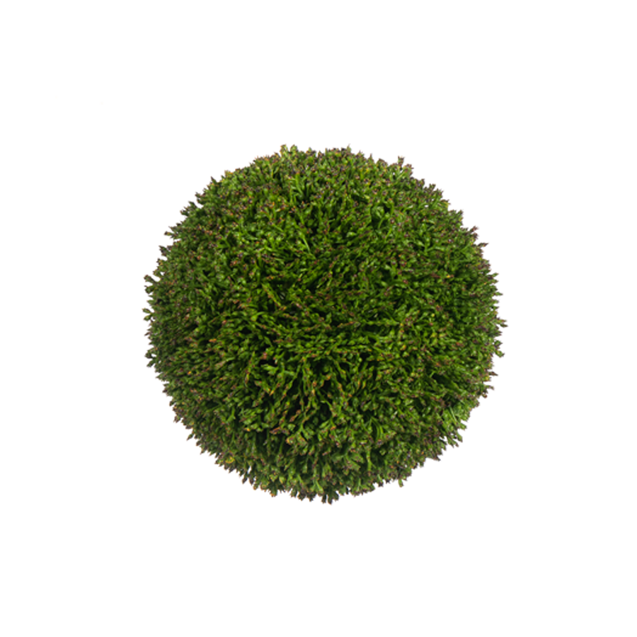 6in Diameter Sedum Ball adb