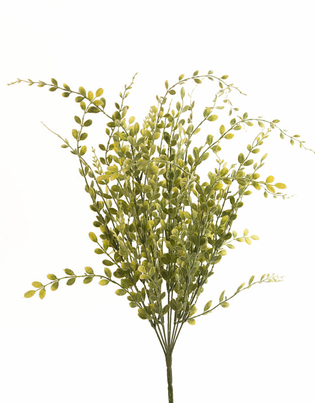 24in Grey English Boxwood x9