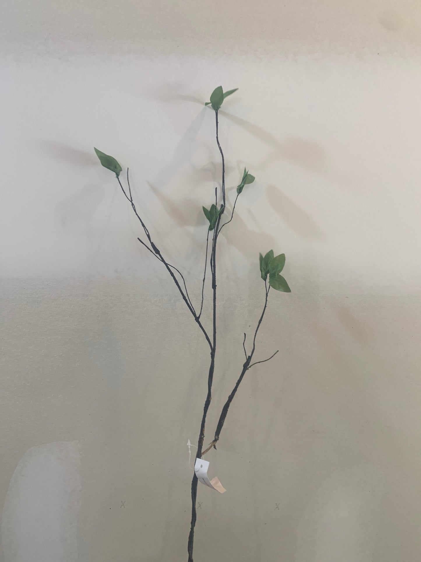 31 Greening Willow