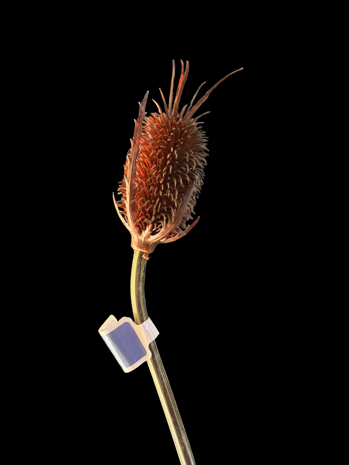 30in Single Thick Stem Brown Thistle Allstate