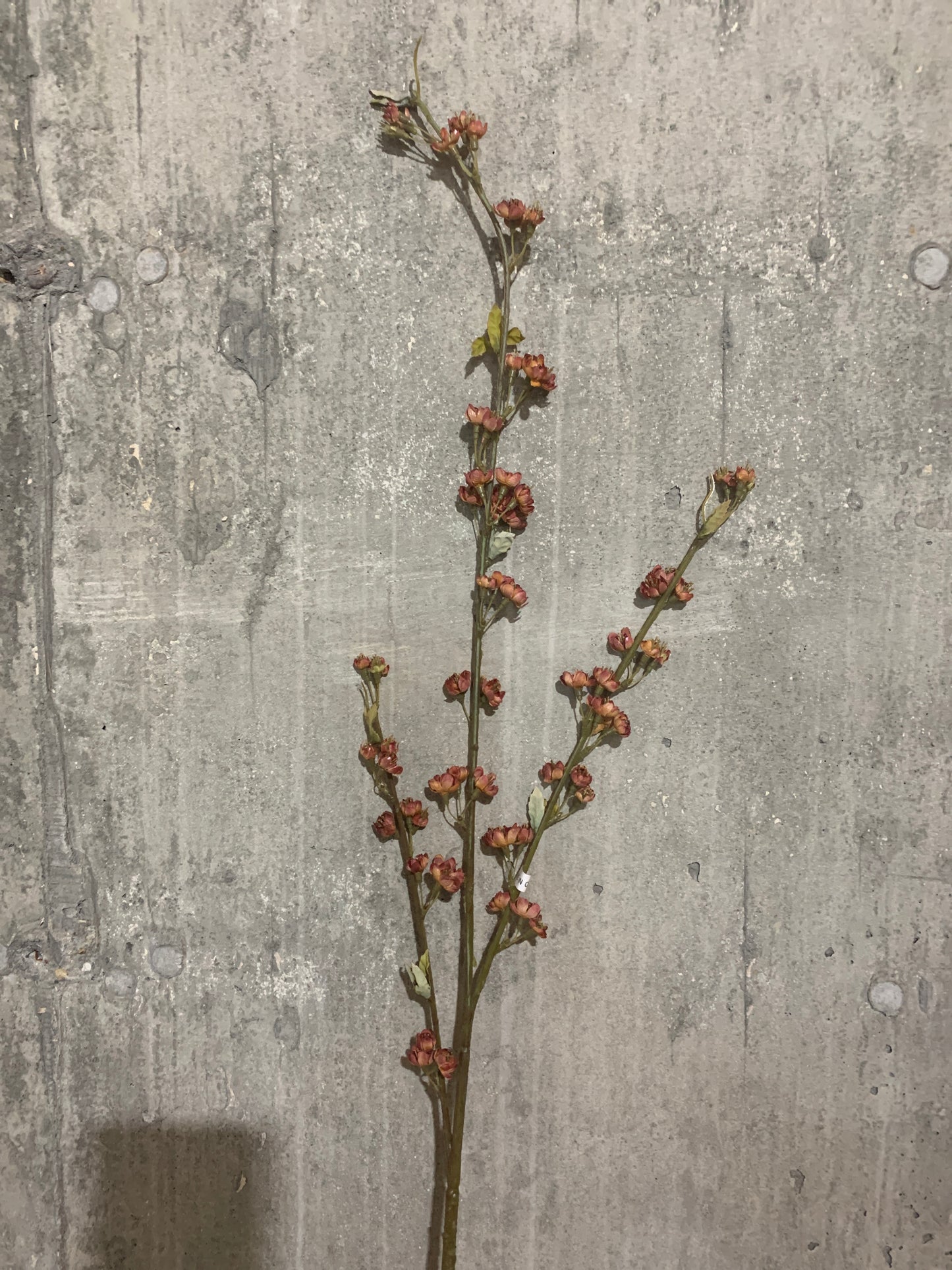 Dried Baby Plum Blossom MAUVE