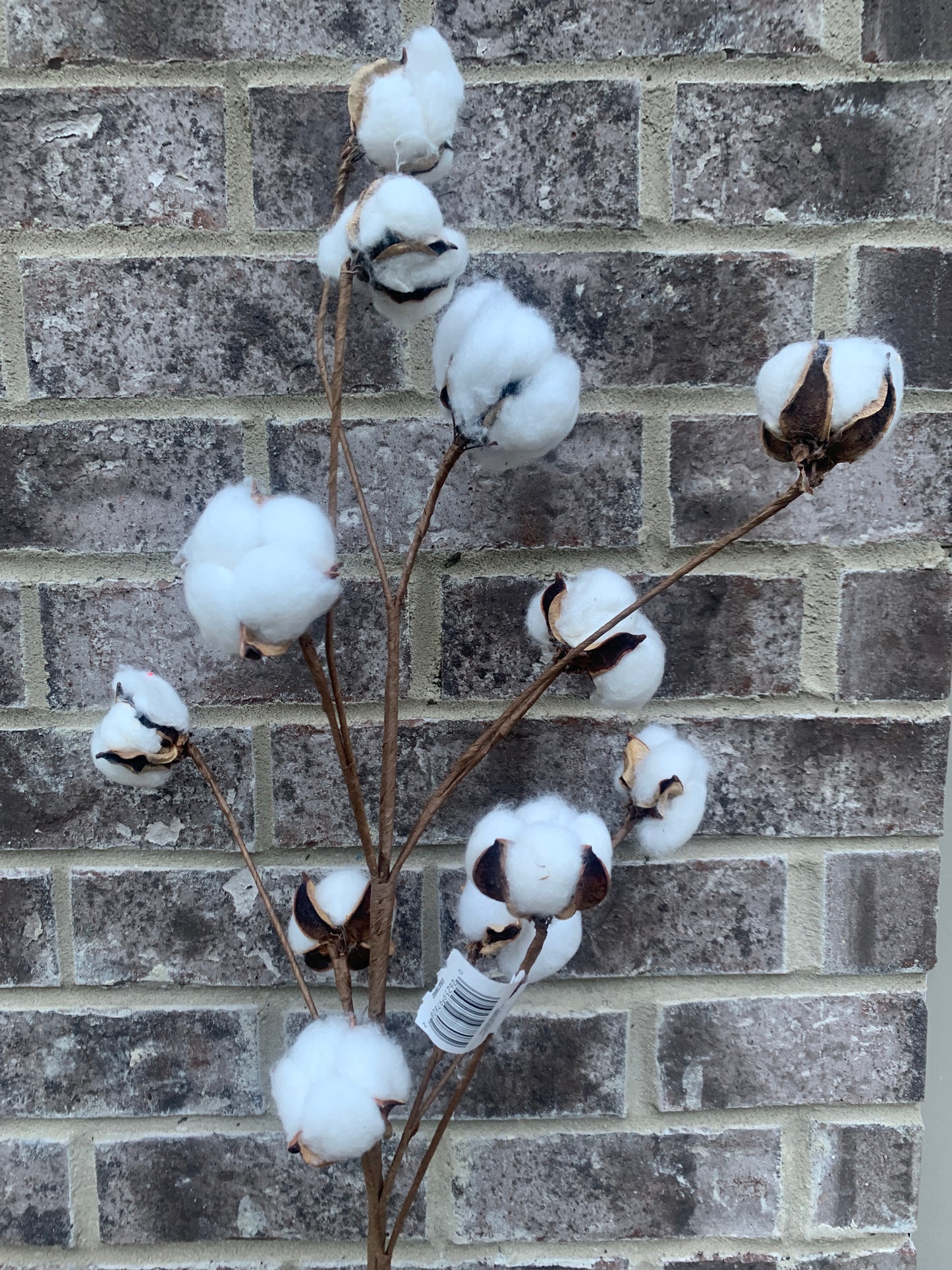 30in Cotton Ball Stem