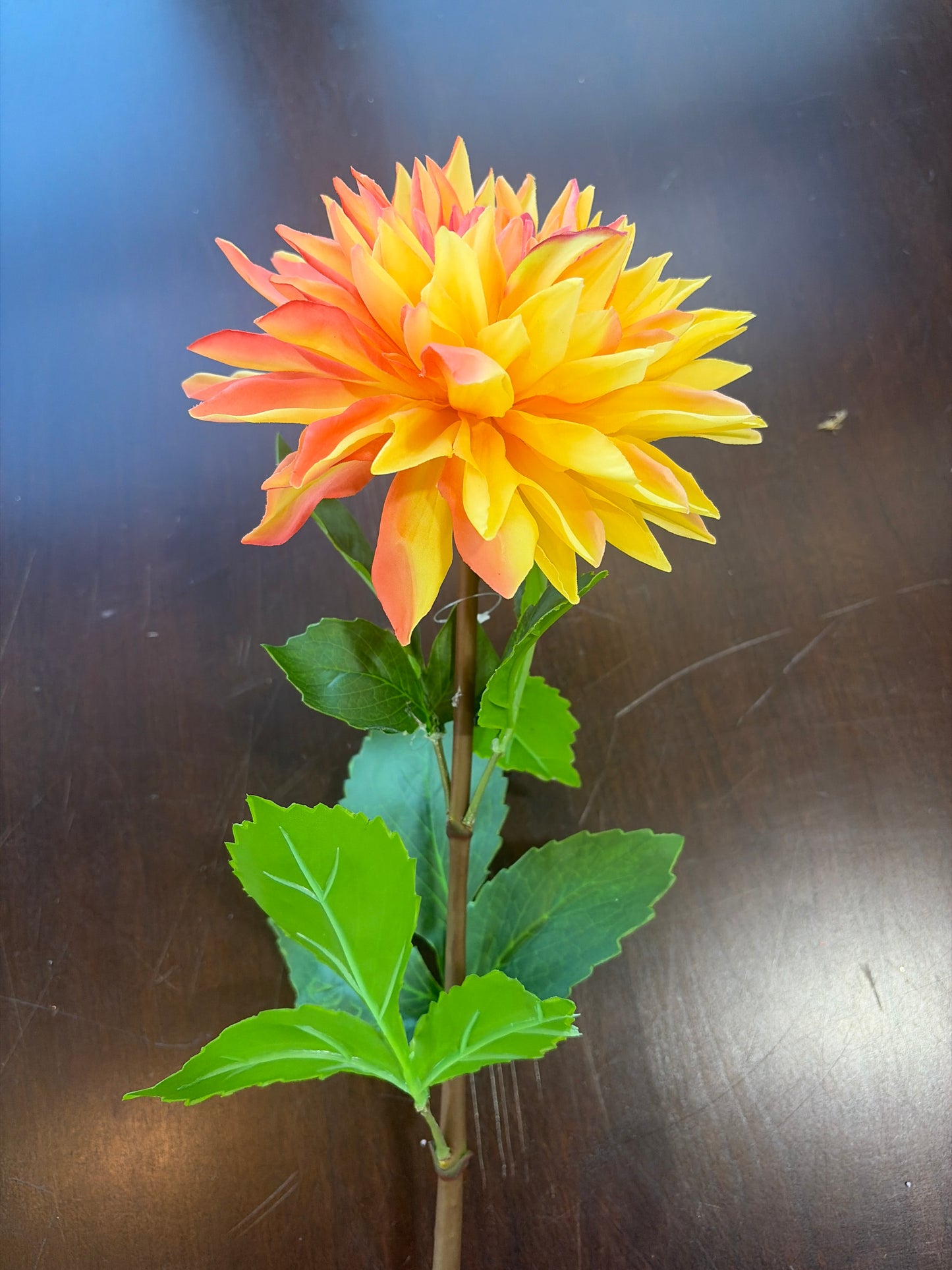 29in Yellow Peach Dahlia 6in Bloom