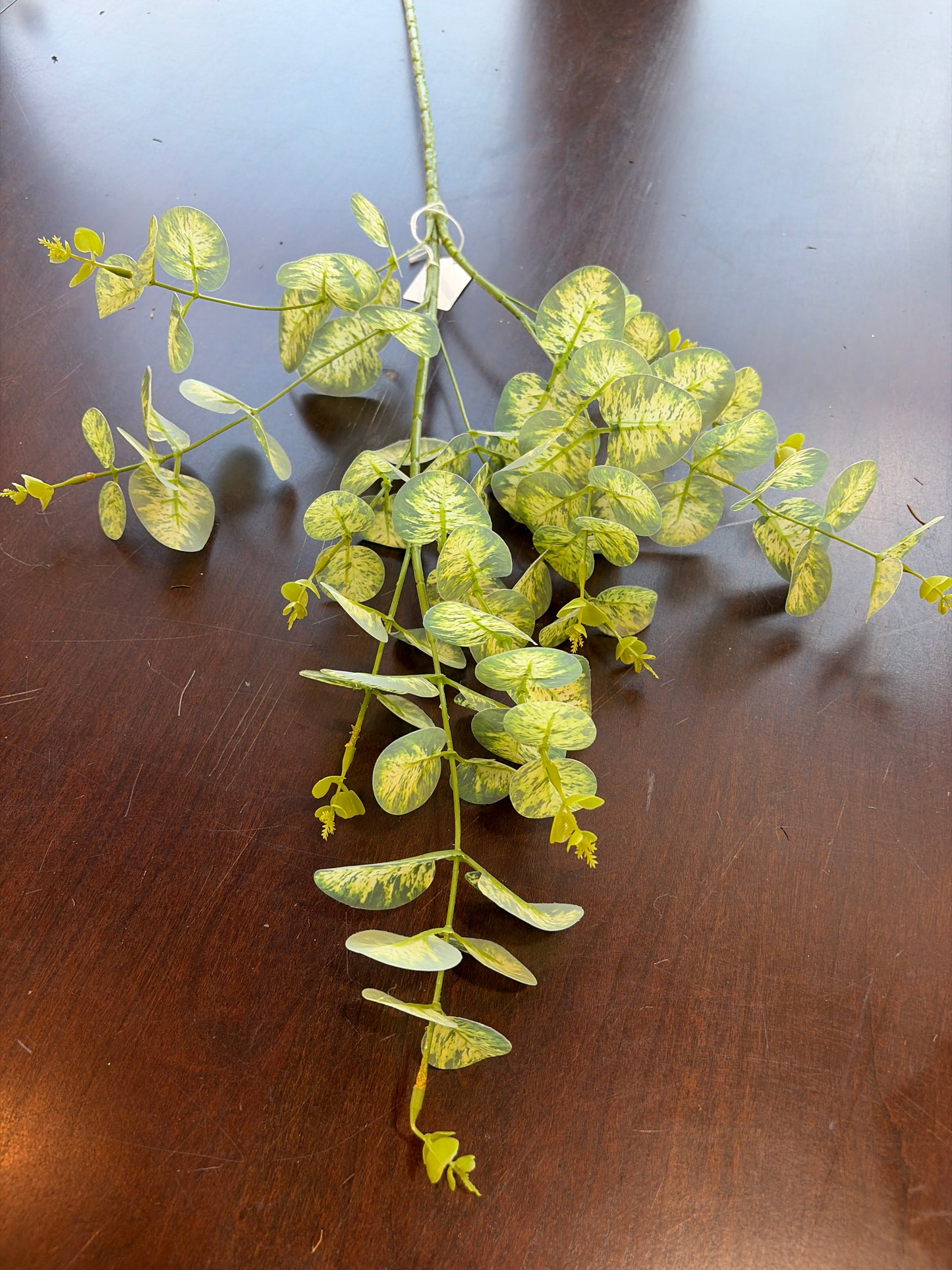 34in Variegated Silver Dollar Eucalyptus Leaves