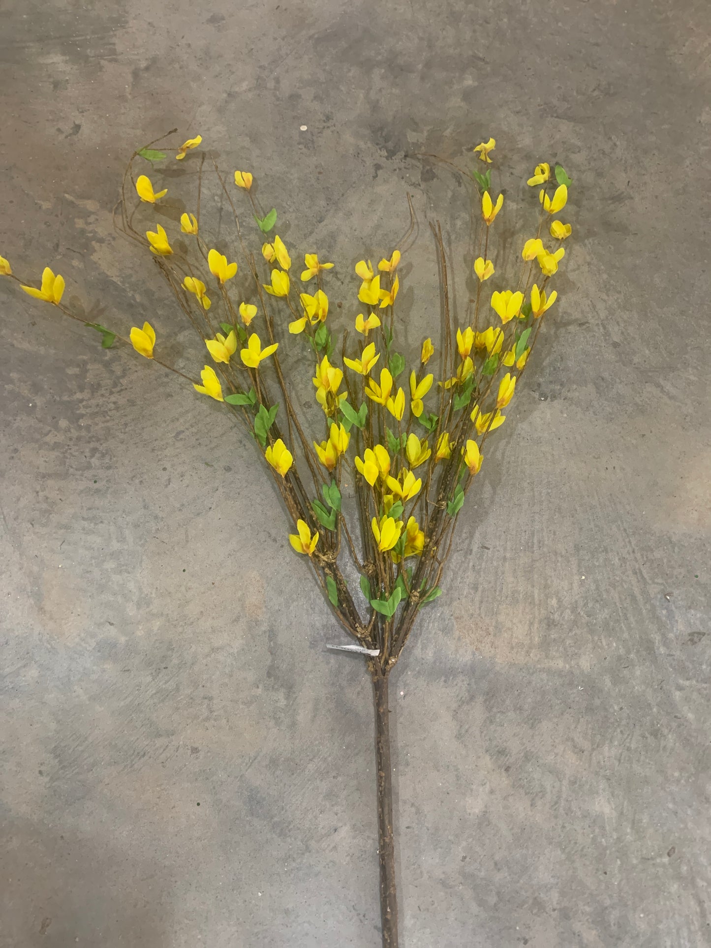 36in Yellow Forsythia Bush