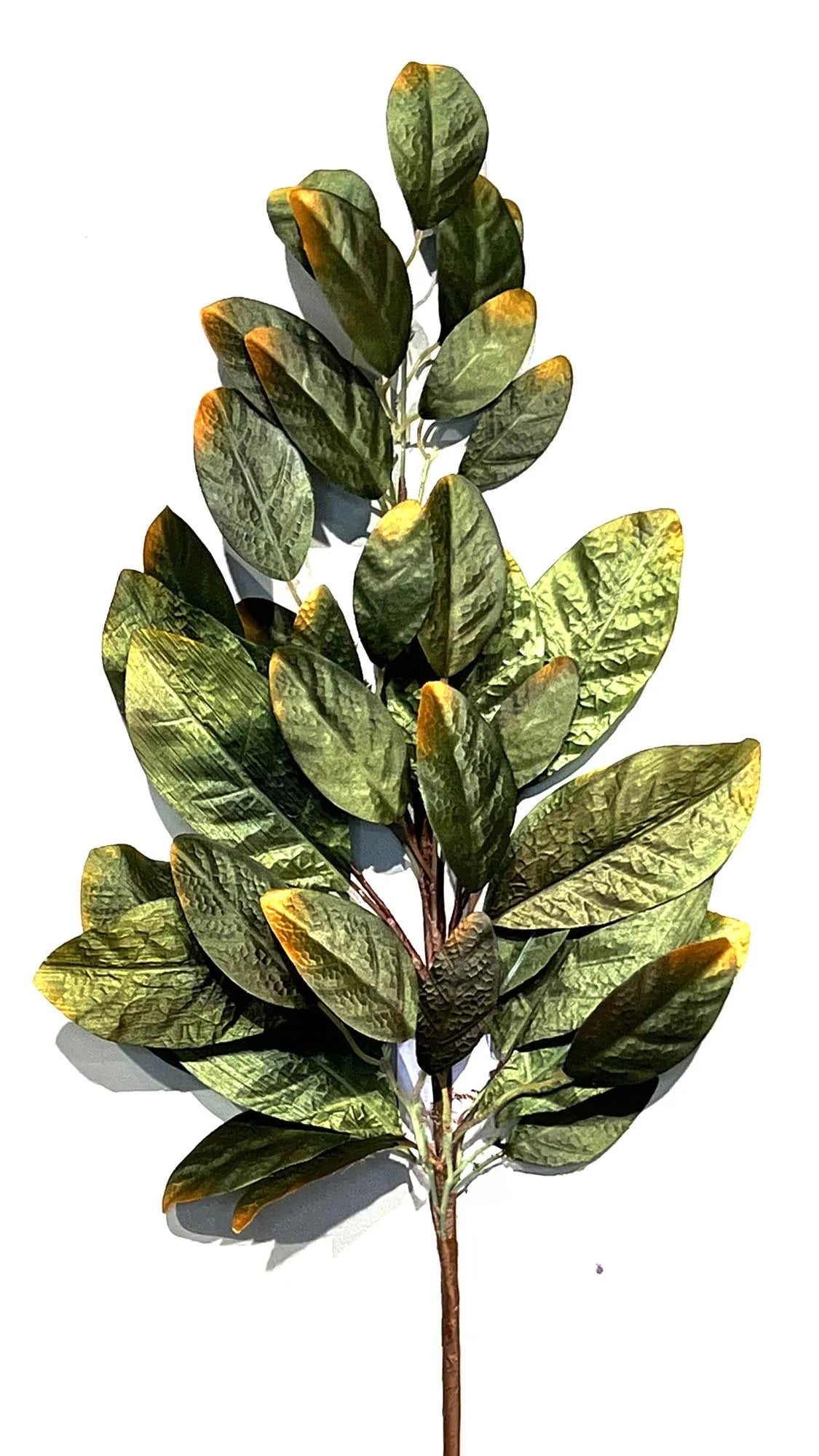 30in Bay Leaf GREEN w/Bronze Tips
