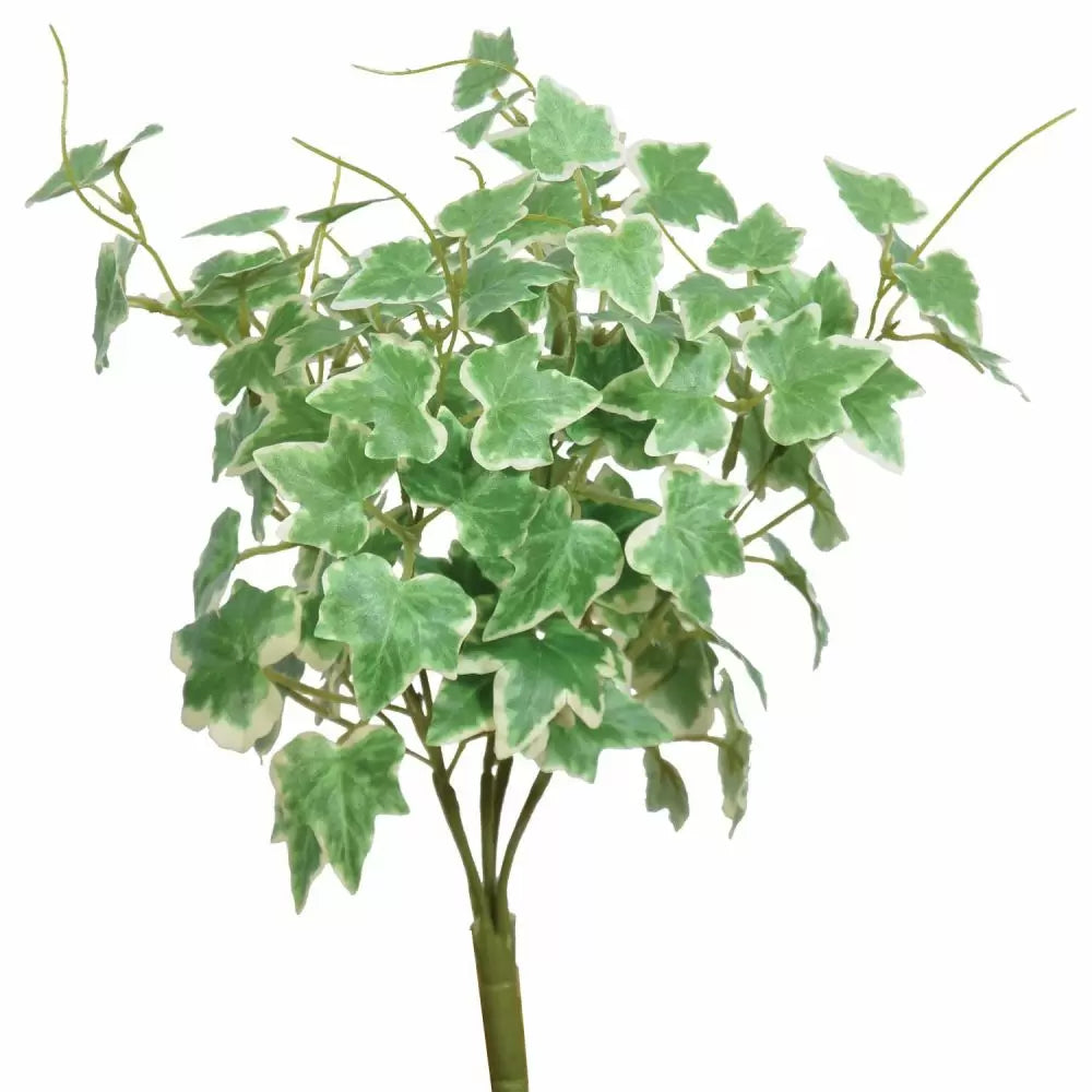 13in Mini Ivy Leaf Bush VARIEGATED