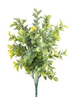Boxwood x7 TTGREEN