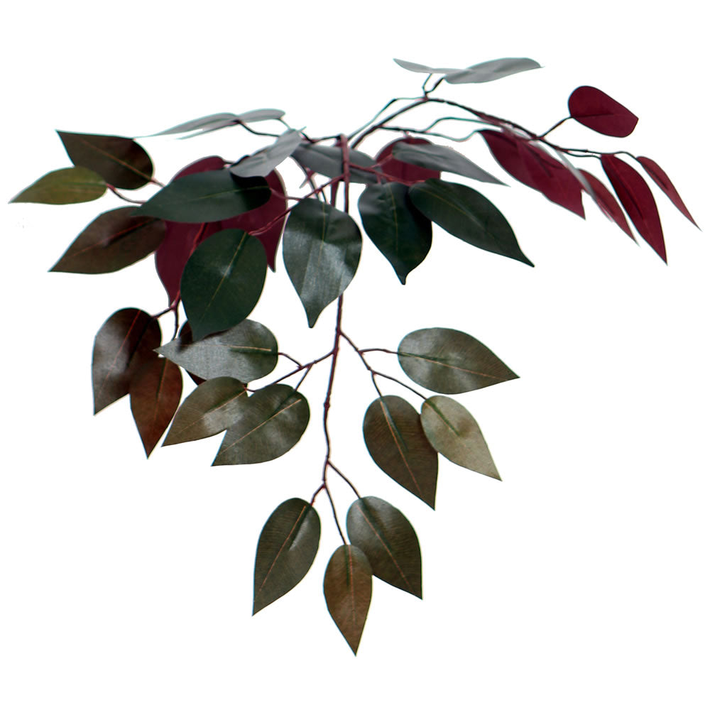 Capensia Ficus Stem