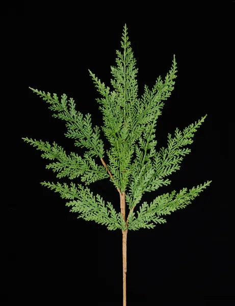 24in Arborvitae Spray GREEN
