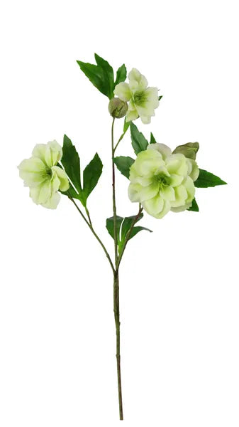 25in Lenten Rose CREAM