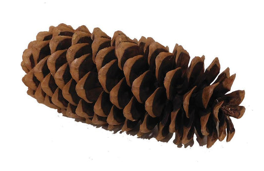 LARGE SUGAR PINE CONE