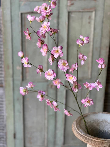37in Westfield Blooms