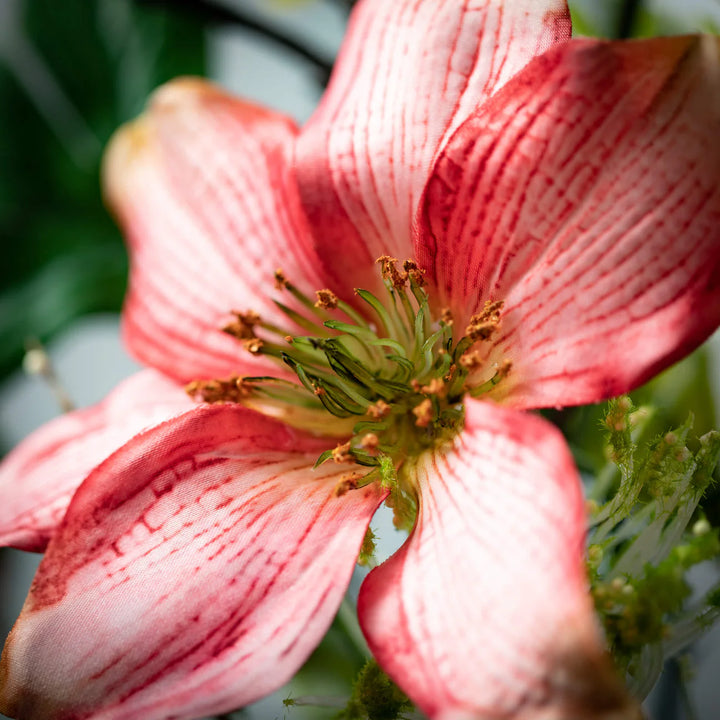 23in Pleasing Pink Clematis Pick