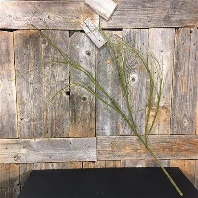 52in Rustic Moss Twigs - Premium Greenery for Wreaths and Home Decor