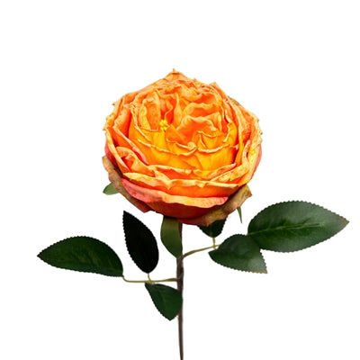 24in Spring Orange Windsor Rose