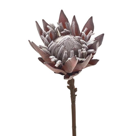 19in King Protea Bloom BROWN