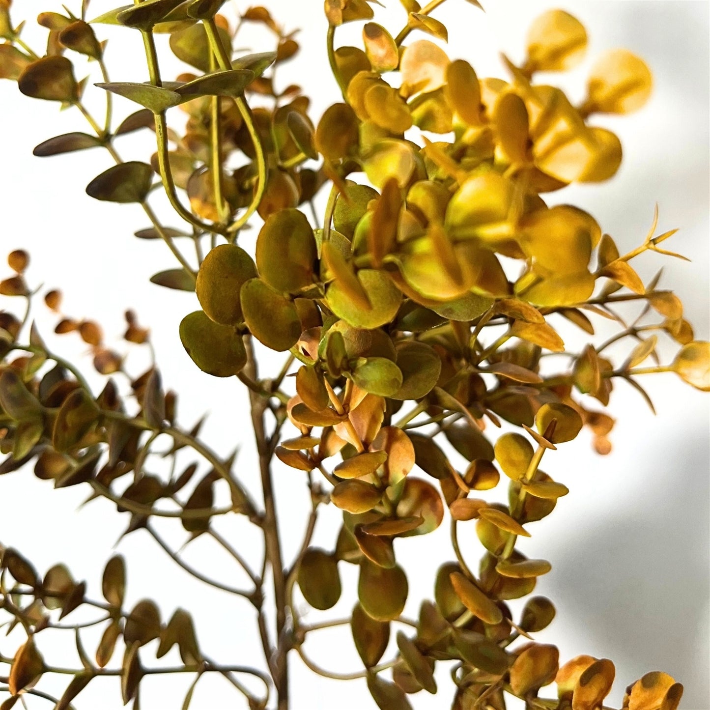 21in Autumn Golden Boxwood