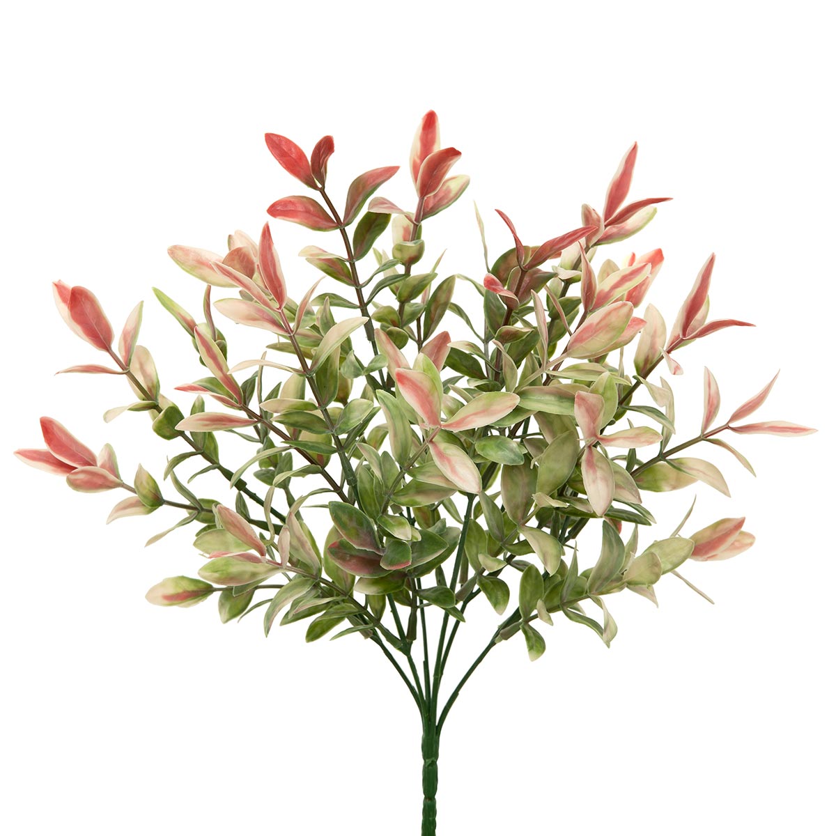 14in Scarlet-Leaf Ruscus GN/SCARLET