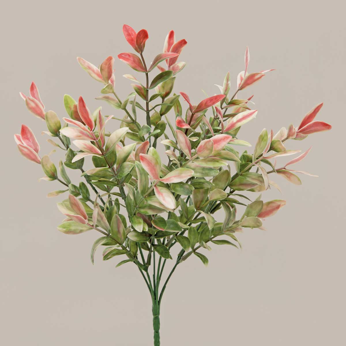 14in Scarlet-Leaf Ruscus GN/SCARLET