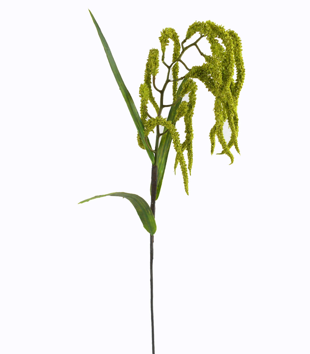 27in Tetradenia (Nutmeg Plant) Stem - Premium Greenery for Wreaths and Home Decor