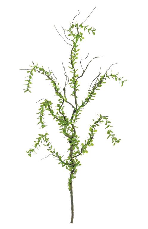 40in Creeping Plagiomnium Moss Branch