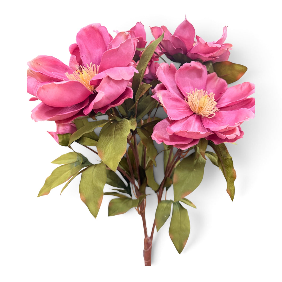 Mauve Magnolia Bush x9 Golden Bell