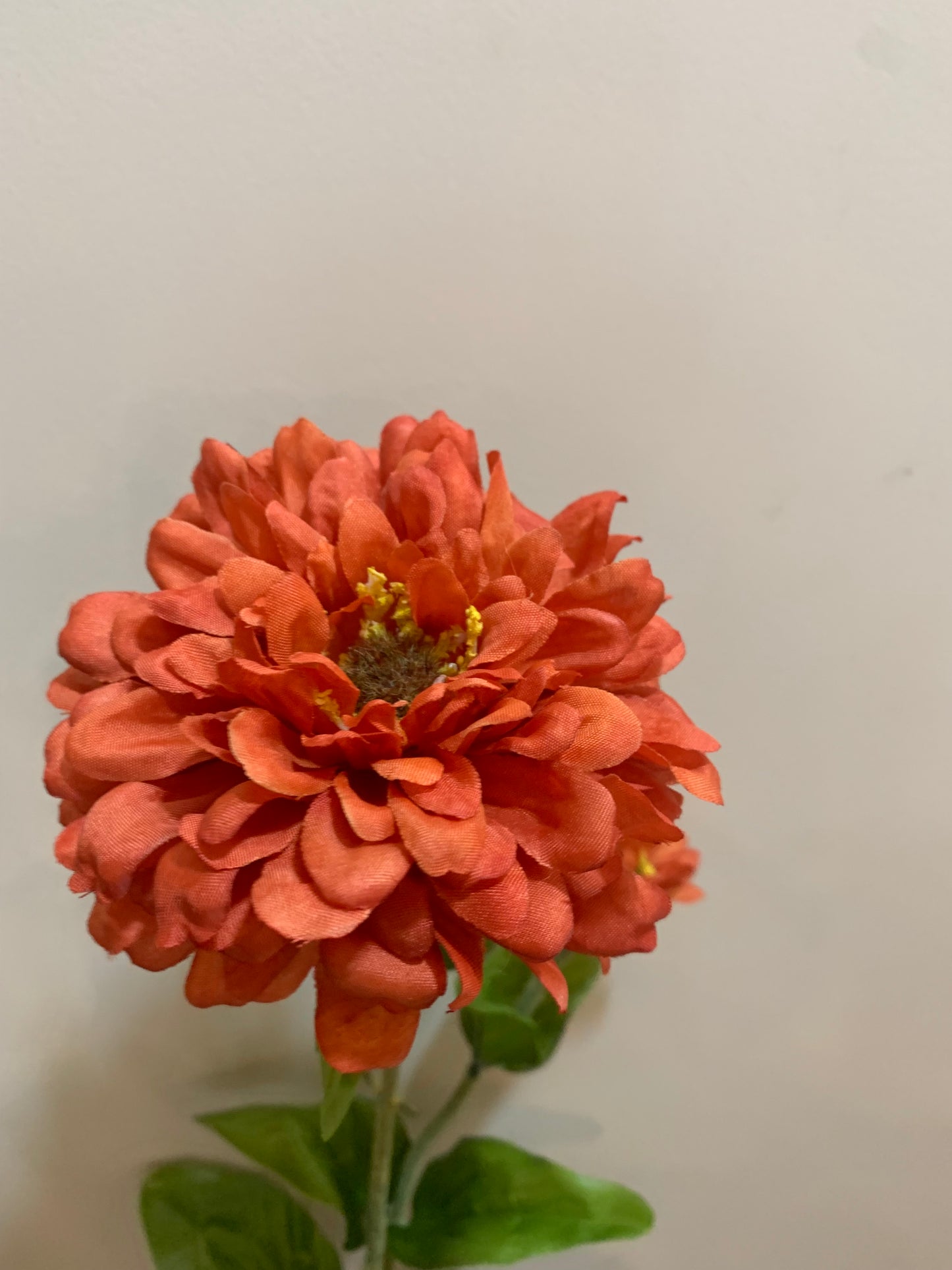 Zinnia Bloom ORANGE